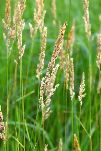 里德金丝雀草虉草属季