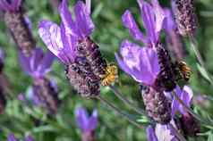 蜂蜜蜜蜂紫色的薰衣草花
