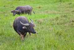 哺乳动物动物泰国水牛草场