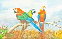 色彩斑斓的金刚鹦鹉鹦鹉绘画