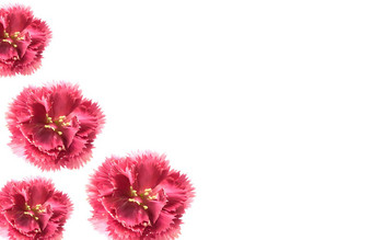 粉红色的康乃馨花