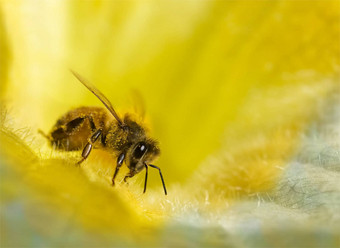 忙蜂蜜蜜蜂蜜汁金黄色的蓝色的花