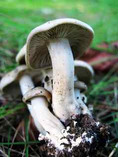 集团白色蘑菇