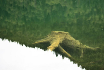 树桩水