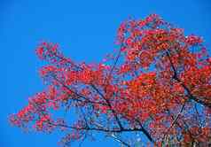 秋天的点缀红色的叶子