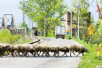 羊群塞尔维亚