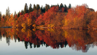 红色的树反射镜子湖