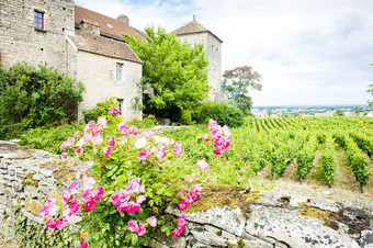 等级城堡科特努依红葡萄酒勃艮第法国