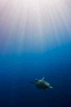 玳瑁乌龟游泳阳光照射的海洋