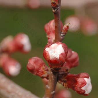 花水果杏广场