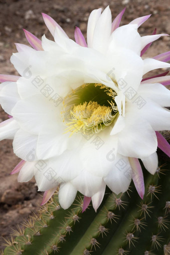 香仙人掌开花