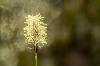 <strong>飞花</strong>粉