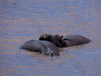 hippopotami肯尼亚