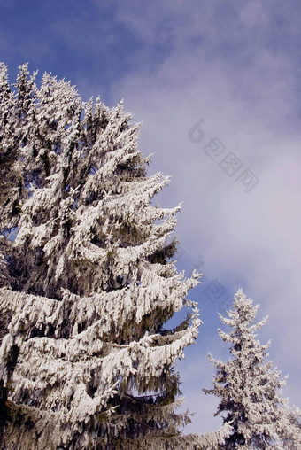 冷杉雪<strong>灰白色</strong>天空背景