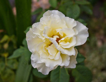 美妙的苍白的白色玫瑰<strong>情节</strong>