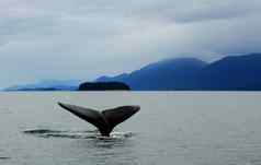座头鲸鲸鱼尾巴阿拉斯加