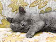 英国品种小猫烟灰色的颜色