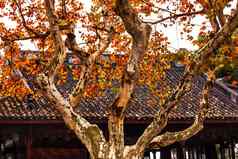 古老的中国人房子屋顶秋天叶子树西湖杭州