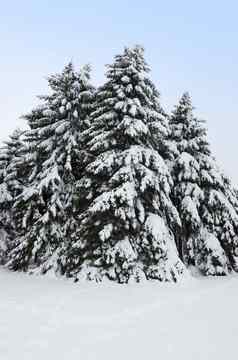 冷杉树覆盖雪