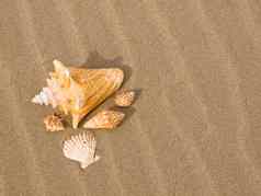 扇贝海螺贝壳风横扫桑迪海滩