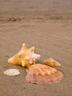 扇贝海螺贝壳风横扫桑迪海滩