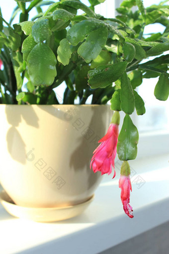 细粉红色的花schlumbergera