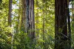阳光照射的加州红杉资本红木松树