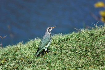 groundscraper画眉鸟长满草的河岸psophocichla荔枝片