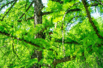 松鼠隐藏绿色松柏科的树