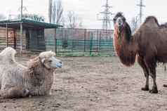 骆驼围场农场框架动物农场动物园Camelusbactrianus大有蹄的动物生活大草原中央亚洲