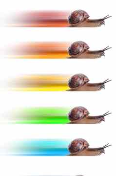 概念快蜗牛彩色的轮廓