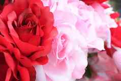 红色的粉红色的玫瑰