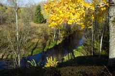 秋天枫木树叶河水流下坡