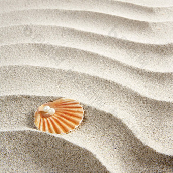 海滩白色沙子珍珠壳牌蛤宏