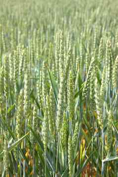 绿色小麦字段春天