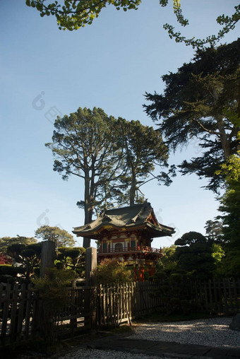 美国加州三旧金山金门公园日本茶花园