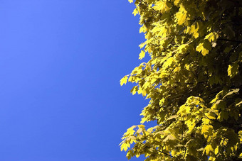 黄色的叶子背景黑暗蓝色的天空