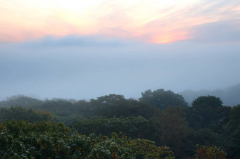 多雾的朦胧的森林朱红色日出