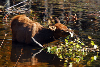 每Cervus黄<strong>花水</strong>