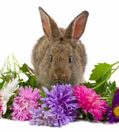 兔子闻花