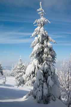 雪冷杉树冬天山