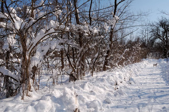 雪树