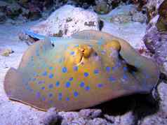 bluespottedstringray