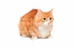 可爱的毛茸茸的红色的猫孤立的