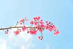 出汗的粉红色的花调用野生喜玛拉雅樱桃