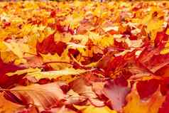 秋天橙色红色的秋天叶子地面