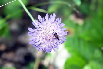 昆虫花