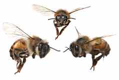 角北美国蜂蜜蜜蜂
