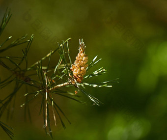 松树花