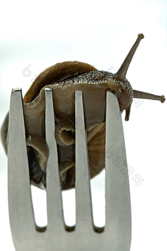 蜗牛晚餐